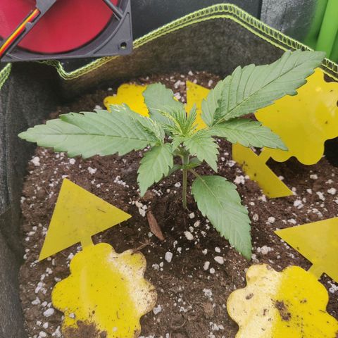 Banana Punch "Chiquita🍌"  growlog timeline photo