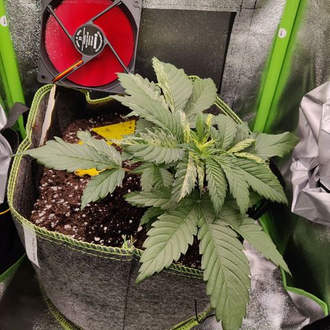 Banana Punch "Chiquita🍌"  growlog timeline photo