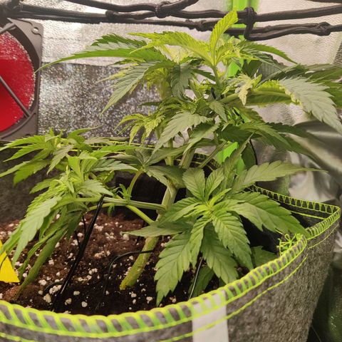 Banana Punch "Chiquita🍌"  growlog photo: SCROG Netz drangehangen und getopt! Weiter am biegen (LST) 