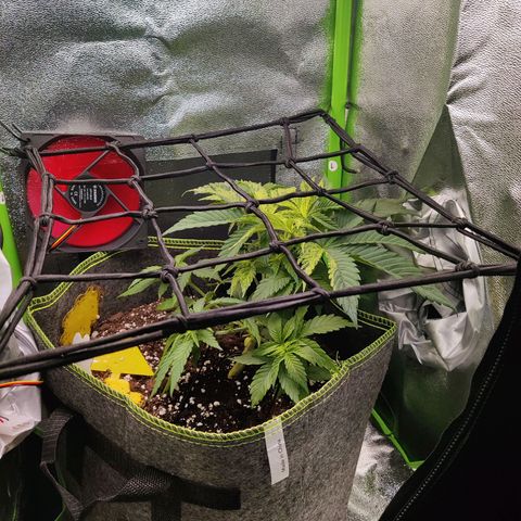 Banana Punch "Chiquita🍌"  growlog photo: SCROG Netz drangehangen und getopt! Weiter am biegen (LST) 