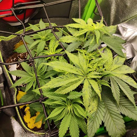 Banana Punch "Chiquita🍌"  growlog photo: Ganz kleine braune Flecken hier und da. Hoffe sie hat sich nichts eingefangen oder falsch gedüngt 🙈 Sonst läufts gut. Die Triebe gehen hin, wo sie sollen und das Toppen war wohl von Erfolg gekrönt 👍