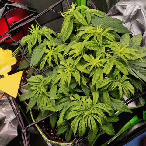 Banana Punch "Chiquita🍌"  growlog timeline photo