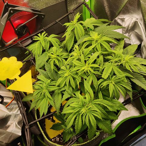 Banana Punch "Chiquita🍌"  growlog photo: Bei Chiquita wird ab heute Nacht die Blütephase eingeleitet. Lichtzyklus auf 12/12