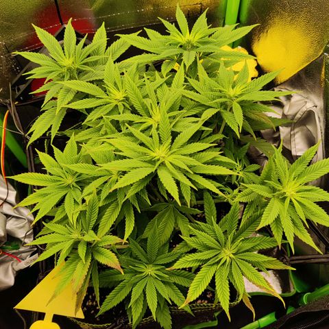Banana Punch "Chiquita🍌"  growlog photo: Hab sie Anfang der Woche wohl leicht überdüngt..., allerdings ist meine Vermutung eher, dass das Wasser zu sauer war! Hab mir jetzt ein deutlich vernünftigeres PH Messgerät besorgt. Die lila Flecken scheinen mir Phosphormangel zu sein.
Ich spüle noch ein paar Tage und dünge dann sanft Biobizz Bloom.
Die letzten 2-3 Tage hat sie sich schon etwas erholen können 