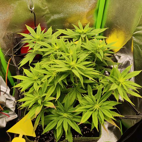 Banana Punch "Chiquita🍌"  growlog photo: Hab sie Anfang der Woche wohl leicht überdüngt..., allerdings ist meine Vermutung eher, dass das Wasser zu sauer war! Hab mir jetzt ein deutlich vernünftigeres PH Messgerät besorgt. Die lila Flecken scheinen mir Phosphormangel zu sein.
Ich spüle noch ein paar Tage und dünge dann sanft Biobizz Bloom.
Die letzten 2-3 Tage hat sie sich schon etwas erholen können 