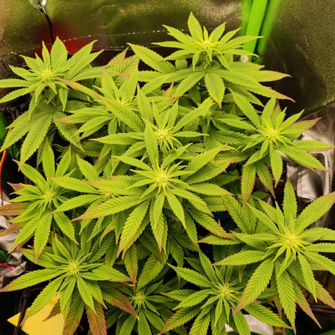 Banana Punch "Chiquita🍌"  growlog photo: Der Phosphormangel macht mir irgendwie zu schaffen 🤔 Ich dünge jetzt langsam mehr Biobizz Bloom, aber bange etwas, dass ich sie überdüngen könnte. Hoffe das passiert nicht 🥺