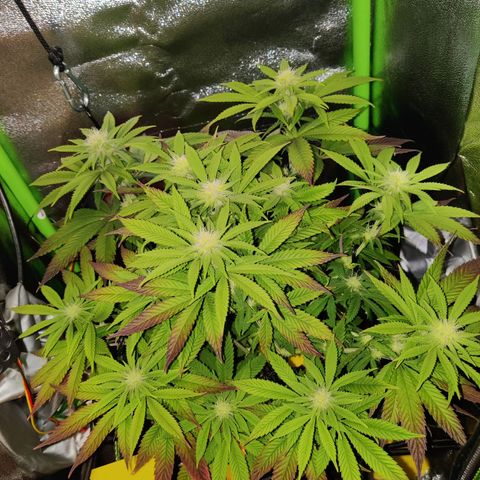 Banana Punch "Chiquita🍌"  growlog photo: Die scheint aus dem Stretch langsam raus zu sein und baut jetzt kräftig Blütenmasse an 🌸