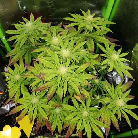 Banana Punch "Chiquita🍌"  growlog photo: Die scheint aus dem Stretch langsam raus zu sein und baut jetzt kräftig Blütenmasse an 🌸