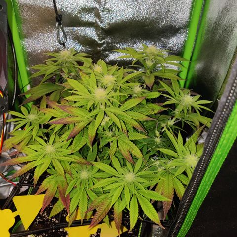 Banana Punch "Chiquita🍌"  growlog photo: Die scheint aus dem Stretch langsam raus zu sein und baut jetzt kräftig Blütenmasse an 🌸