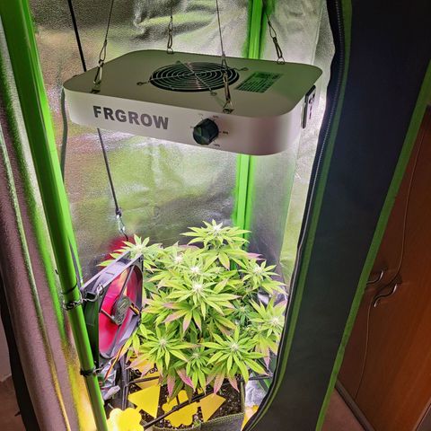 Banana Punch "Chiquita🍌"  growlog photo: Die scheint aus dem Stretch langsam raus zu sein und baut jetzt kräftig Blütenmasse an 🌸