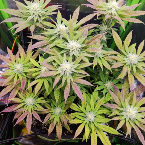 Banana Punch "Chiquita🍌"  growlog photo: Gieße ab heute Plagron Green Sensation, zusätzl. zu Bloom (1,5ml), Top Max (1ml), CalMag (0,5ml) pro L, um den Dünger mal auszutesten 