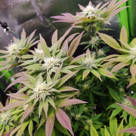 Banana Punch "Chiquita🍌"  growlog photo: Gieße ab heute Plagron Green Sensation, zusätzl. zu Bloom (1,5ml), Top Max (1ml), CalMag (0,5ml) pro L, um den Dünger mal auszutesten 