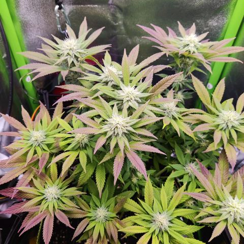 Banana Punch "Chiquita🍌"  growlog photo: Gieße ab heute Plagron Green Sensation, zusätzl. zu Bloom (1,5ml), Top Max (1ml), CalMag (0,5ml) pro L, um den Dünger mal auszutesten 