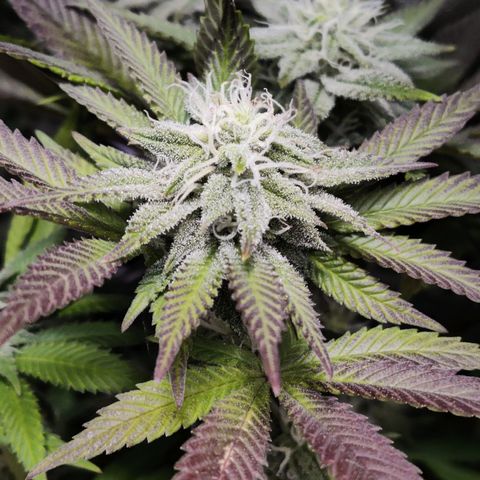 Banana Punch "Chiquita🍌"  growlog photo: Wächst kräftig weiter. Mittlerweile glaub ich wirklich, dass das Purpeln von der Genetik aus herrührt, da die Pflanze abgesehen davon keinerlei Mängel aufweist. Hier und da ist mal die Blattspitze etwas trocken, obwohl ich echt moderat dünge, aber sonst.... läufts wunderbar 🤘