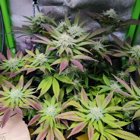Banana Punch "Chiquita🍌"  growlog photo: Wächst kräftig weiter. Mittlerweile glaub ich wirklich, dass das Purpeln von der Genetik aus herrührt, da die Pflanze abgesehen davon keinerlei Mängel aufweist. Hier und da ist mal die Blattspitze etwas trocken, obwohl ich echt moderat dünge, aber sonst.... läufts wunderbar 🤘