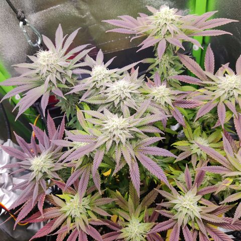 Banana Punch "Chiquita🍌"  growlog photo: Leichter Tip Burn, weswegen ich seit einigen Tagen nur Wasser gieße.
Abgesehen davon bildet sie schöne, frostige Buds aus. Sie riecht mittlerweile extrem süß und bananig 🥰🍌