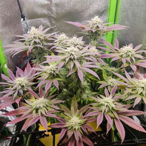 Banana Punch "Chiquita🍌"  growlog photo: Leichter Tip Burn, weswegen ich seit einigen Tagen nur Wasser gieße.
Abgesehen davon bildet sie schöne, frostige Buds aus. Sie riecht mittlerweile extrem süß und bananig 🥰🍌