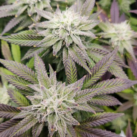 Banana Punch "Chiquita🍌"  growlog photo: Leichter Tip Burn, weswegen ich seit einigen Tagen nur Wasser gieße.
Abgesehen davon bildet sie schöne, frostige Buds aus. Sie riecht mittlerweile extrem süß und bananig 🥰🍌
