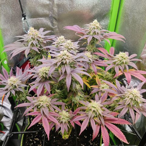 Banana Punch "Chiquita🍌"  growlog photo: Immer noch leichter Tip Burn und teils Adlerkrallen, obwohl ich nun seit über einer Woche nur ausspüle. Normal gegen Ende der Blütephase? Naja... Die Buds entwickelt sich Nichts desto Trotz mächtig prächtig. Bald ist Erntezeit 
