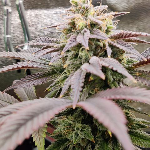 Banana Punch "Chiquita🍌"  growlog photo: Immer noch leichter Tip Burn und teils Adlerkrallen, obwohl ich nun seit über einer Woche nur ausspüle. Normal gegen Ende der Blütephase? Naja... Die Buds entwickelt sich Nichts desto Trotz mächtig prächtig. Bald ist Erntezeit 