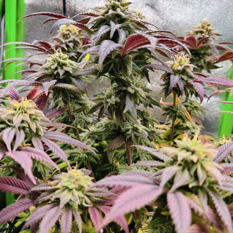 Banana Punch "Chiquita🍌"  growlog photo: Immer noch leichter Tip Burn und teils Adlerkrallen, obwohl ich nun seit über einer Woche nur ausspüle. Normal gegen Ende der Blütephase? Naja... Die Buds entwickelt sich Nichts desto Trotz mächtig prächtig. Bald ist Erntezeit 