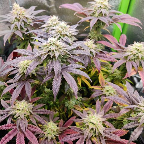 Banana Punch "Chiquita🍌"  growlog photo: Immer noch leichter Tip Burn und teils Adlerkrallen, obwohl ich nun seit über einer Woche nur ausspüle. Normal gegen Ende der Blütephase? Naja... Die Buds entwickelt sich Nichts desto Trotz mächtig prächtig. Bald ist Erntezeit 