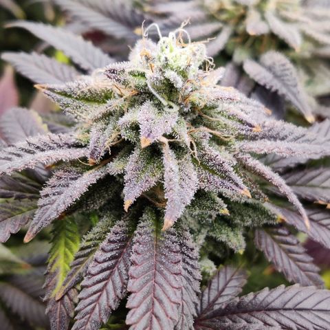 Banana Punch "Chiquita🍌"  growlog photo: Immer noch leichter Tip Burn und teils Adlerkrallen, obwohl ich nun seit über einer Woche nur ausspüle. Normal gegen Ende der Blütephase? Naja... Die Buds entwickelt sich Nichts desto Trotz mächtig prächtig. Bald ist Erntezeit 