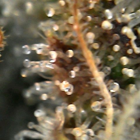 Banana Punch "Chiquita🍌"  growlog photo: Gerade unter dem Mikroskop geschaut.... Sieht eigentlich fertig aus, oder? 😮