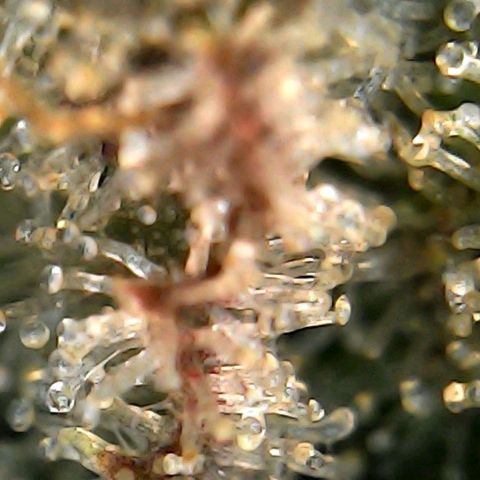 Banana Punch "Chiquita🍌"  growlog photo: Gerade unter dem Mikroskop geschaut.... Sieht eigentlich fertig aus, oder? 😮