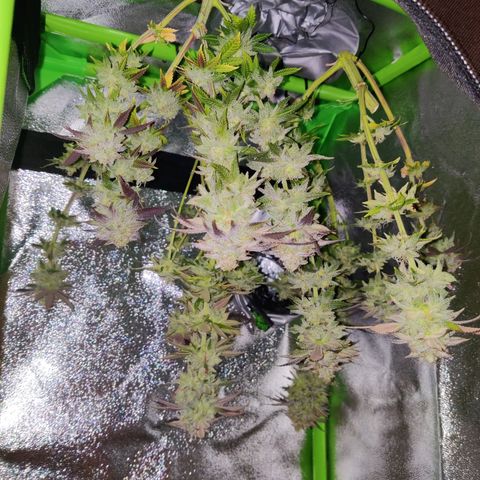 Banana Punch "Chiquita🍌"  growlog photo: Nachdem sich das Trichommuster gestern als überaus vielversprechend erwiesen hat, hab ich sie einer ausgiebigen Dunkelphase ausgesetzt und nun geerntet und aufgehangen.
Große Blätter wurden weggeschnitten, kleine Blätter und Zuckerblätter hab ich drangelassen.

Trichommuster war in etwa 30% bernsteinfarbene Trichome, 40-45% milchige Trichome, 25-30% klare Trichome 