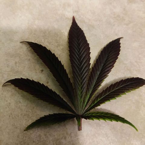 Banana Punch "Chiquita🍌"  growlog photo: Nachdem sich das Trichommuster gestern als überaus vielversprechend erwiesen hat, hab ich sie einer ausgiebigen Dunkelphase ausgesetzt und nun geerntet und aufgehangen.
Große Blätter wurden weggeschnitten, kleine Blätter und Zuckerblätter hab ich drangelassen.

Trichommuster war in etwa 30% bernsteinfarbene Trichome, 40-45% milchige Trichome, 25-30% klare Trichome 