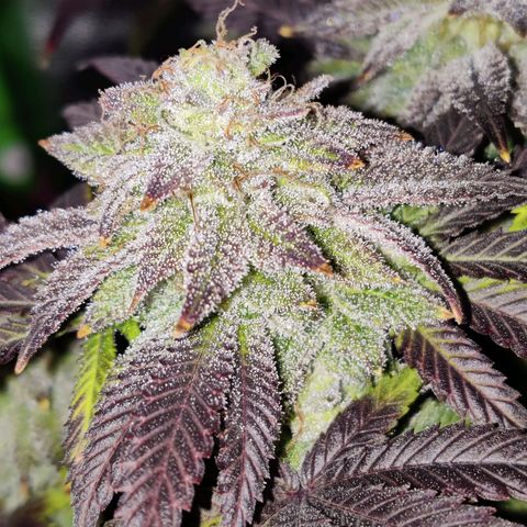 Banana Punch "Chiquita🍌"  growlog photo: Nachdem sich das Trichommuster gestern als überaus vielversprechend erwiesen hat, hab ich sie einer ausgiebigen Dunkelphase ausgesetzt und nun geerntet und aufgehangen.
Große Blätter wurden weggeschnitten, kleine Blätter und Zuckerblätter hab ich drangelassen.

Trichommuster war in etwa 30% bernsteinfarbene Trichome, 40-45% milchige Trichome, 25-30% klare Trichome 