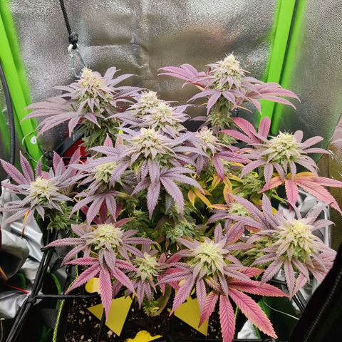 Banana Punch "Chiquita🍌"  growlog photo: Nachdem sich das Trichommuster gestern als überaus vielversprechend erwiesen hat, hab ich sie einer ausgiebigen Dunkelphase ausgesetzt und nun geerntet und aufgehangen.
Große Blätter wurden weggeschnitten, kleine Blätter und Zuckerblätter hab ich drangelassen.

Trichommuster war in etwa 30% bernsteinfarbene Trichome, 40-45% milchige Trichome, 25-30% klare Trichome 