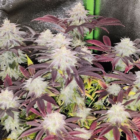 Banana Punch "Chiquita🍌"  growlog photo: Nachdem sich das Trichommuster gestern als überaus vielversprechend erwiesen hat, hab ich sie einer ausgiebigen Dunkelphase ausgesetzt und nun geerntet und aufgehangen.
Große Blätter wurden weggeschnitten, kleine Blätter und Zuckerblätter hab ich drangelassen.

Trichommuster war in etwa 30% bernsteinfarbene Trichome, 40-45% milchige Trichome, 25-30% klare Trichome 