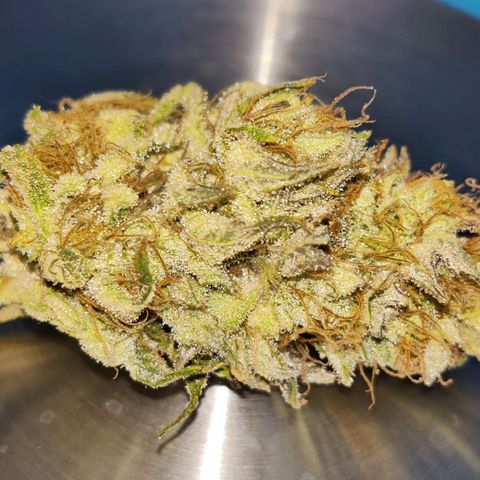 Banana Punch "Chiquita🍌"  growlog photo: Am Ende kamen 19g Buds und 6g sehr sehr mächtige Zuckerblätter bei raus. Jetzt fermentieren die Buds mit 2 62% Boveda Packs vor sich hin. Die Buds sind suuuuuuper sticky! Hab den Trocknungszeitpunkt diesmal deutlich besser erreicht. Das Gras riecht tatsächlich ziemlich nach Banane 🍌🥰👌
Erfolgreicher 2. Grow 🫙