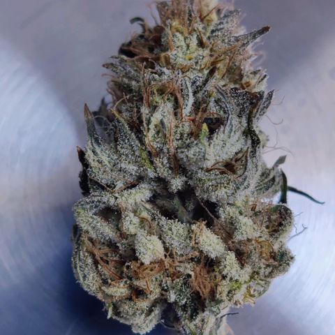 Banana Punch "Chiquita🍌"  growlog photo: Am Ende kamen 19g Buds und 6g sehr sehr mächtige Zuckerblätter bei raus. Jetzt fermentieren die Buds mit 2 62% Boveda Packs vor sich hin. Die Buds sind suuuuuuper sticky! Hab den Trocknungszeitpunkt diesmal deutlich besser erreicht. Das Gras riecht tatsächlich ziemlich nach Banane 🍌🥰👌
Erfolgreicher 2. Grow 🫙