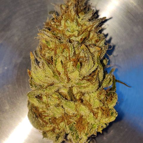 Banana Punch "Chiquita🍌"  growlog photo: Am Ende kamen 19g Buds und 6g sehr sehr mächtige Zuckerblätter bei raus. Jetzt fermentieren die Buds mit 2 62% Boveda Packs vor sich hin. Die Buds sind suuuuuuper sticky! Hab den Trocknungszeitpunkt diesmal deutlich besser erreicht. Das Gras riecht tatsächlich ziemlich nach Banane 🍌🥰👌
Erfolgreicher 2. Grow 🫙