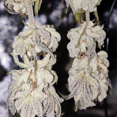 Banana Punch "Chiquita🍌"  growlog photo: Am Ende kamen 19g Buds und 6g sehr sehr mächtige Zuckerblätter bei raus. Jetzt fermentieren die Buds mit 2 62% Boveda Packs vor sich hin. Die Buds sind suuuuuuper sticky! Hab den Trocknungszeitpunkt diesmal deutlich besser erreicht. Das Gras riecht tatsächlich ziemlich nach Banane 🍌🥰👌
Erfolgreicher 2. Grow 🫙