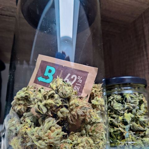 Banana Punch "Chiquita🍌"  growlog photo: Am Ende kamen 19g Buds und 6g sehr sehr mächtige Zuckerblätter bei raus. Jetzt fermentieren die Buds mit 2 62% Boveda Packs vor sich hin. Die Buds sind suuuuuuper sticky! Hab den Trocknungszeitpunkt diesmal deutlich besser erreicht. Das Gras riecht tatsächlich ziemlich nach Banane 🍌🥰👌
Erfolgreicher 2. Grow 🫙