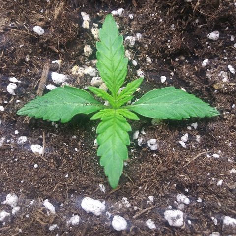 AvT x 3 Bears OG growlog photo: Healthy growth no issues 