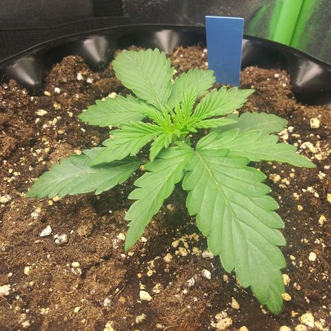 Forum Stomper #1 growlog photo: Healthy starting to grow side shoots 