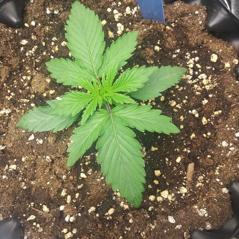 Forum Stomper #1 growlog photo: Healthy starting to grow side shoots 