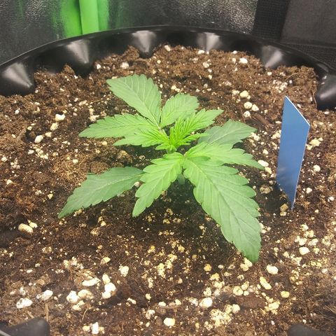Forum Stomper #2 growlog photo: Healthy starting to develop side branches