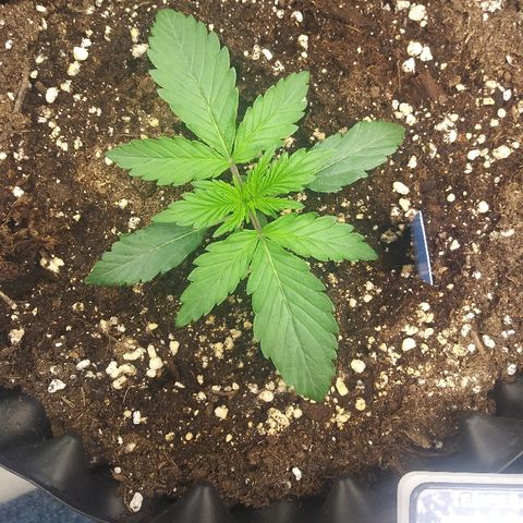 Forum Stomper #2 growlog photo: Healthy starting to develop side branches