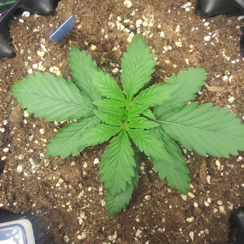 Forum Stomper #1 growlog photo: Healthy