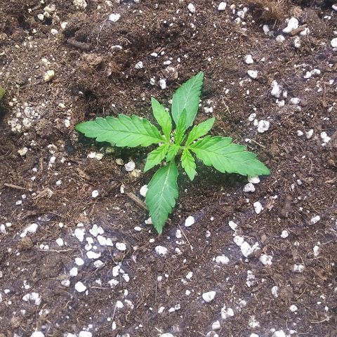 AvT x 3 Bears OG growlog photo: Healthy 