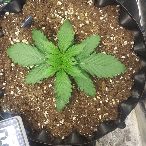 Forum Stomper #1 growlog photo: Healthy
