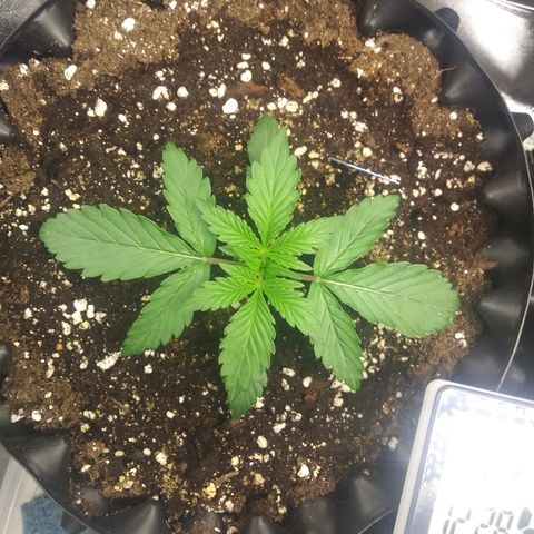 Forum Stomper #2 growlog photo: Healthy