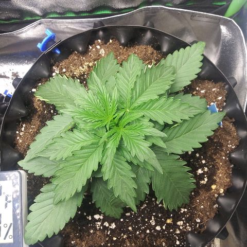 Forum Stomper #1 growlog photo: Showing signs of heat stress