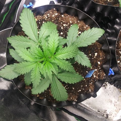 Forum Stomper #2 growlog photo: Showing signs of heat stress 